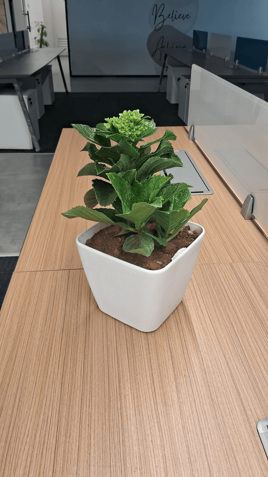 Chandralekha (We're open to plant name suggestions.)
